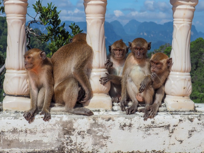 Monkeys in Thailand, Tiger Cave Temple, Krabi, Thailand