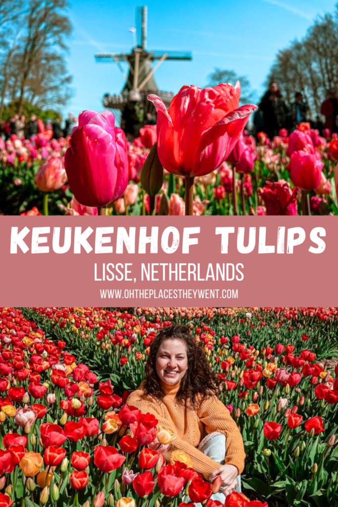 How To See More Tulips In Lisse When You Visit Keukenhof: Lisse, Netherlands is full of Dutch tulip beauty not only in the Keukenhof gardens, but also in the tulip fields surrounding. Find out how to enjoy it all.