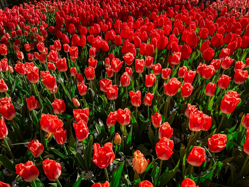 Lisse, Netherlands; tulip fields