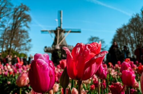 Keukenhof, Lisse, Netherlands; tulip fields