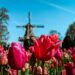 Keukenhof, Lisse, Netherlands; tulip fields