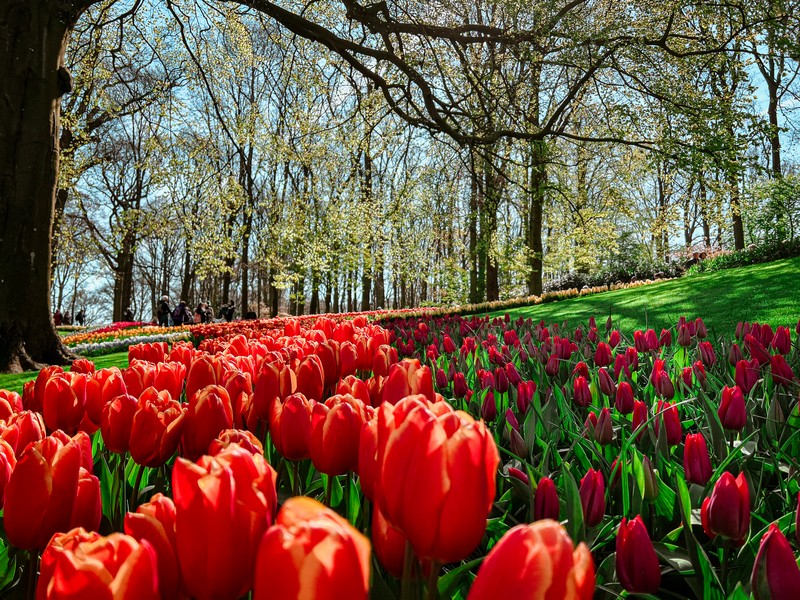 Keukenhof Holland, Lisse, Netherlands; tulip fields