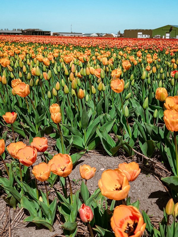 Uitkijkpunt Tespelduyn, Lisse, Netherlands; tulip fields