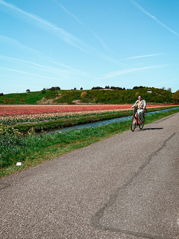 Lisse, Netherlands; tulip fields