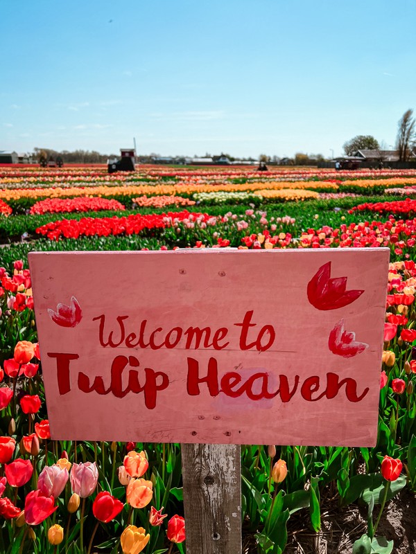 Tulip Experience Amsterdam, Lisse, Netherlands