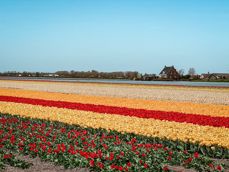 Keukenhof Holland, Lisse, Netherlands; tulip fields
