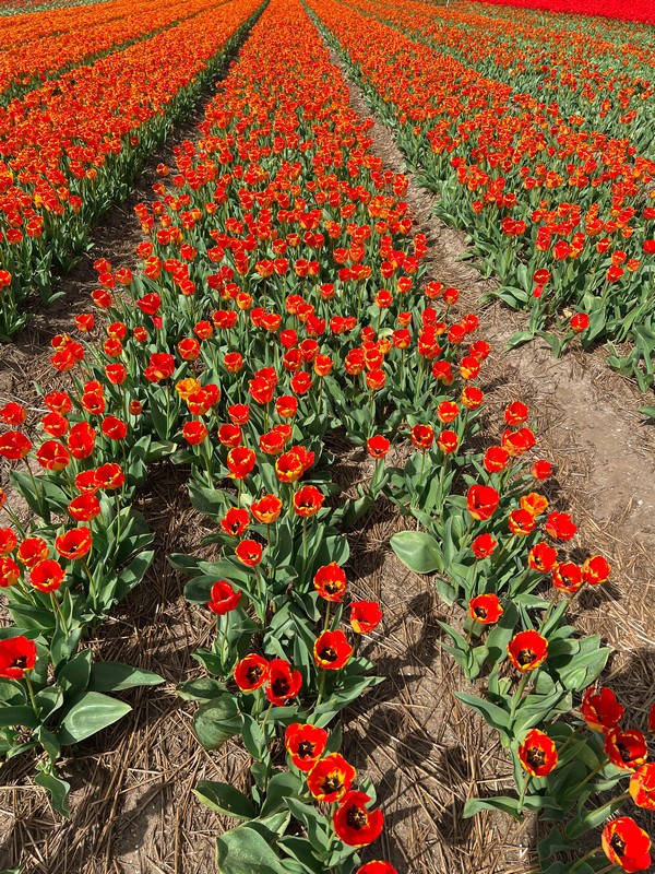 The Tulip Barn, Lisse, Netherlands; Dutch tulip fields