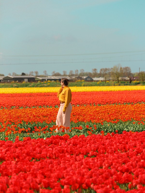 The Tulip Barn, Lisse, Netherlands; Dutch tulip fields
