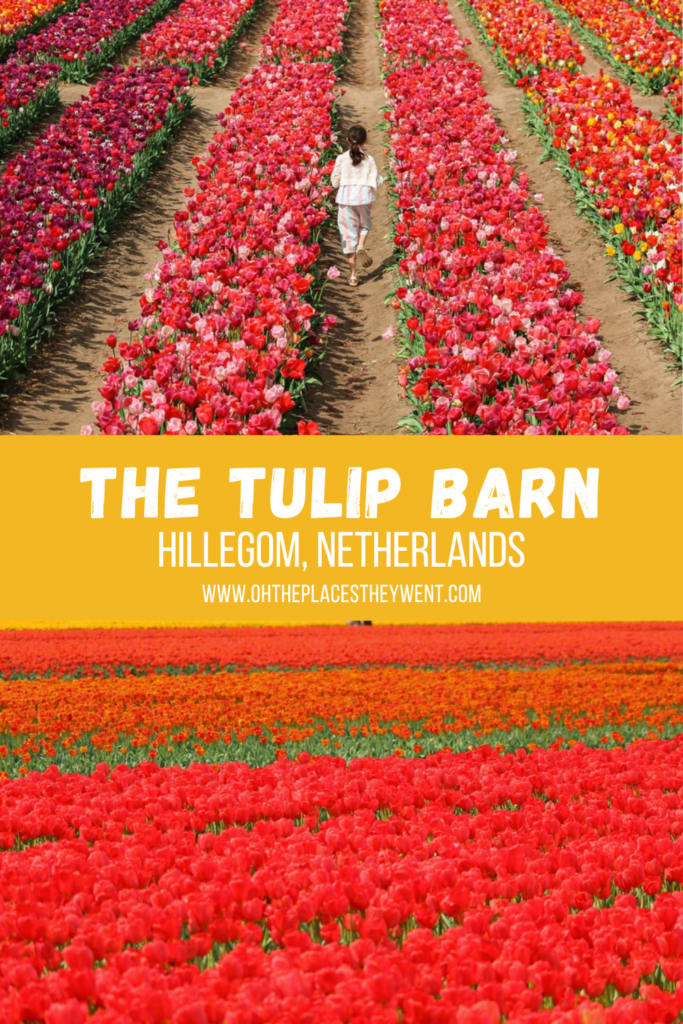 The Tulip Barn: An Experiential Tulip Field In The Netherlands: Spring in the Netherlands means tulip fields awash with color. Get ready to see them in Hillegom. 