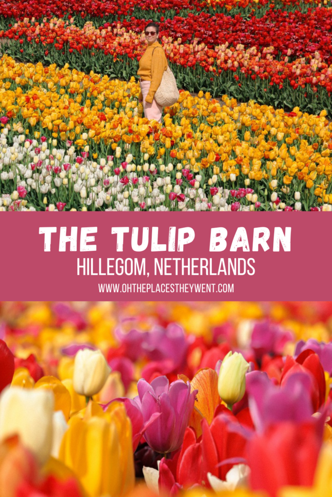 The Tulip Barn: An Experiential Tulip Field In The Netherlands: Spring in the Netherlands means tulip fields awash with color. Get ready to see them in Hillegom. 