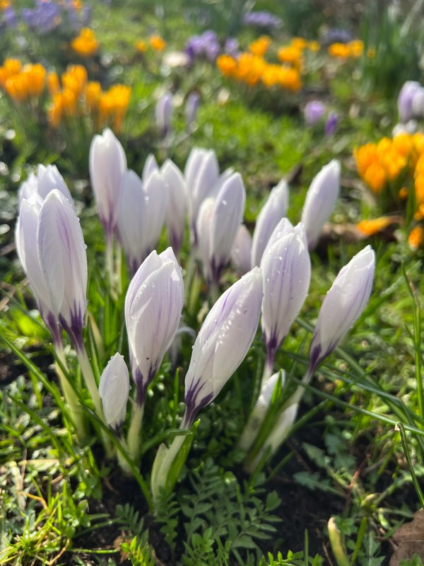 De Bolwerken, Haarlem, Netherlands; spring flowers in the Netherlands