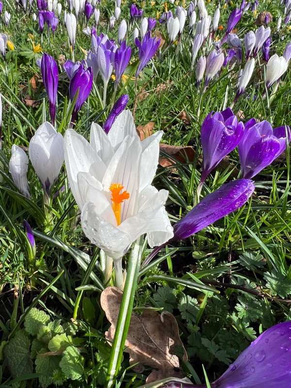 De Bolwerken, Haarlem, Netherlands; spring flowers in the Netherlands