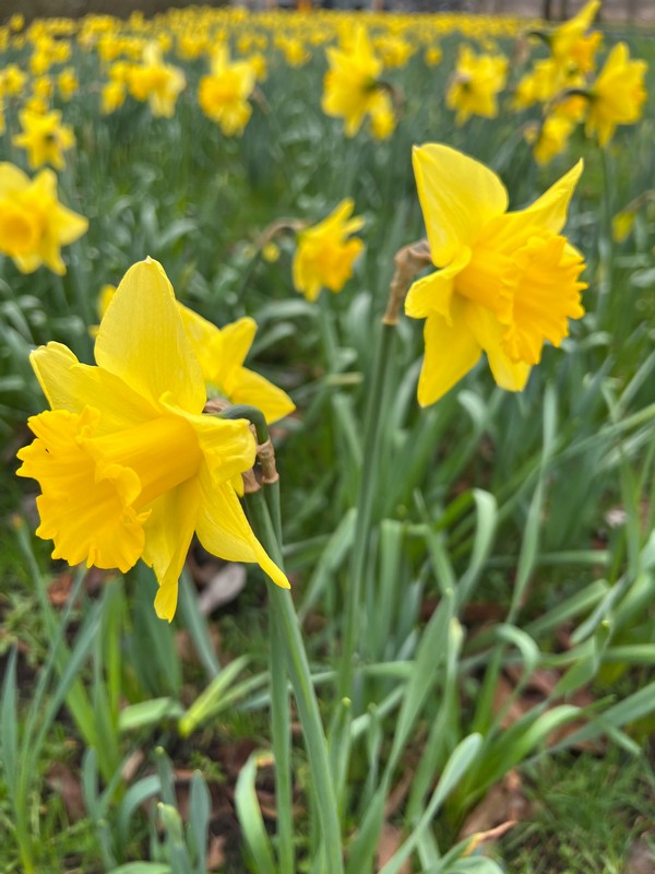 De Bolwerken, Haarlem, Netherlands; spring flowers in the Netherlands