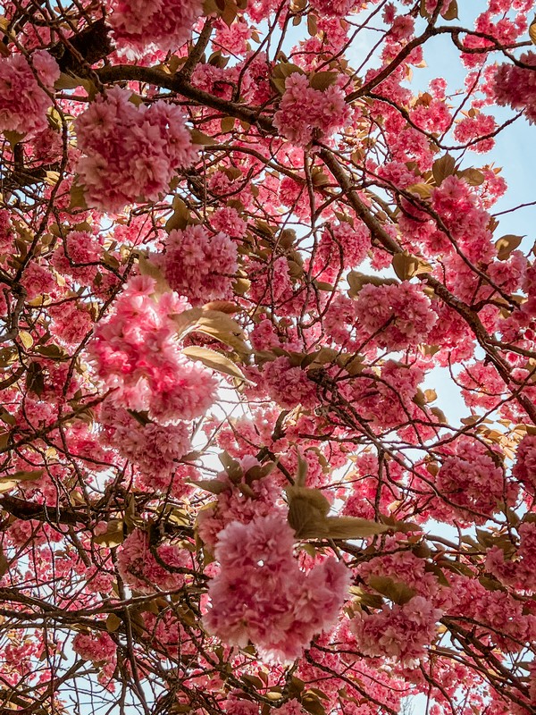 Zaanenpark, Haarlem, Netherlands