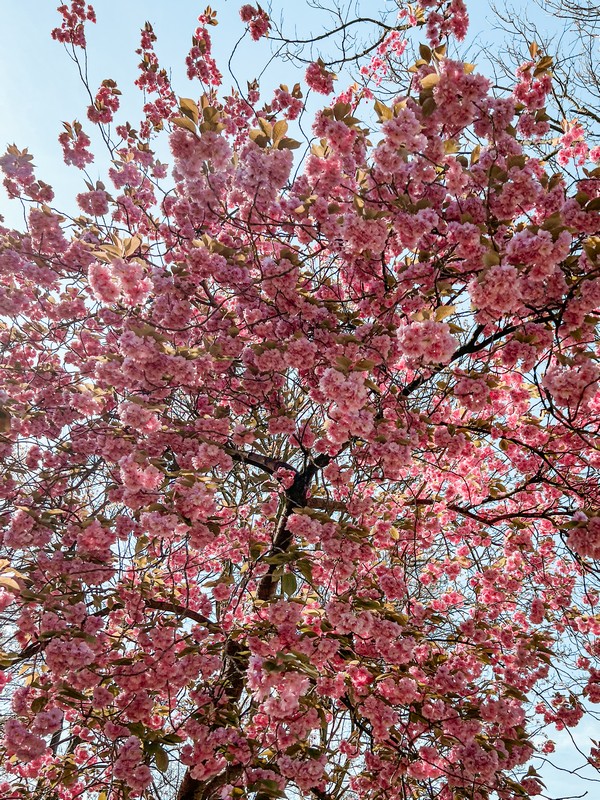 Zaanenpark, Haarlem, Netherlands