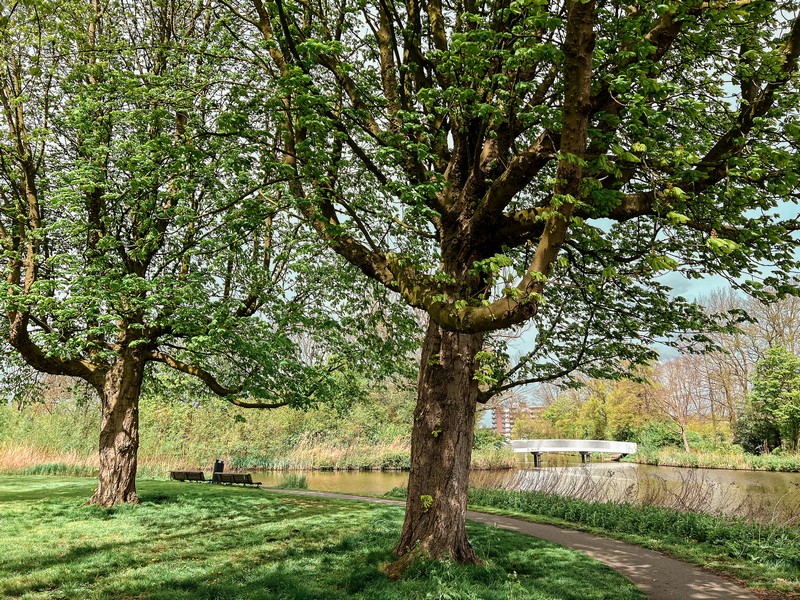 Schoterbos, Haarlem, Netherlands