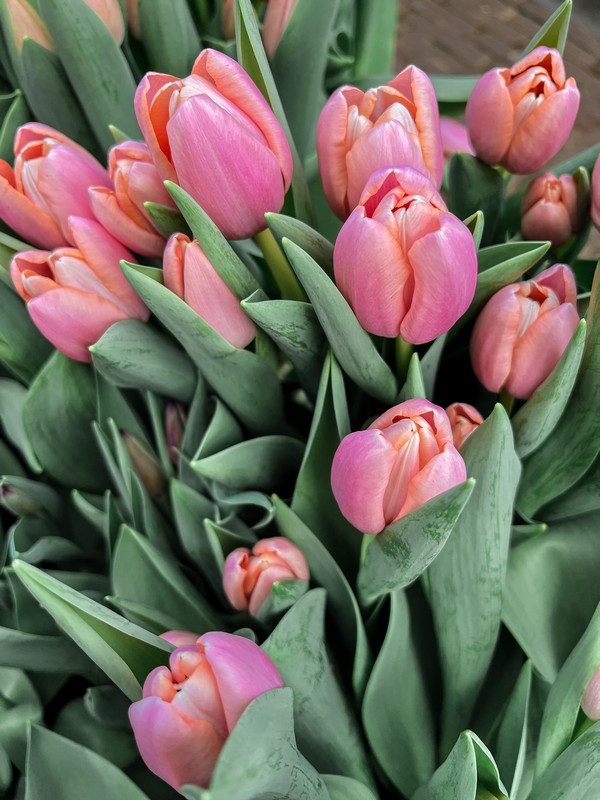 Tulpenpluktuin | Tulip Garden, Haarlem, Netherlands