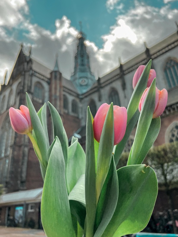 Tulpenpluktuin | Tulip Garden, Haarlem, Netherlands