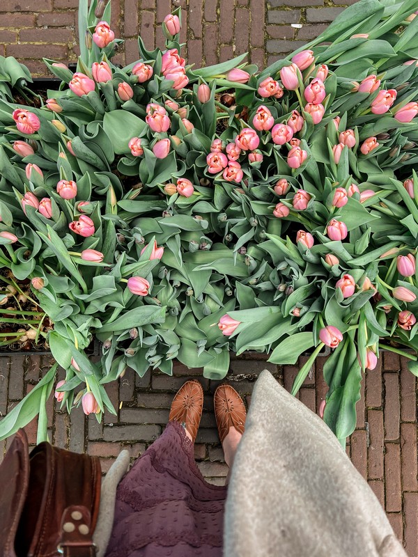 Tulpenpluktuin | Tulip Garden, Haarlem, Netherlands