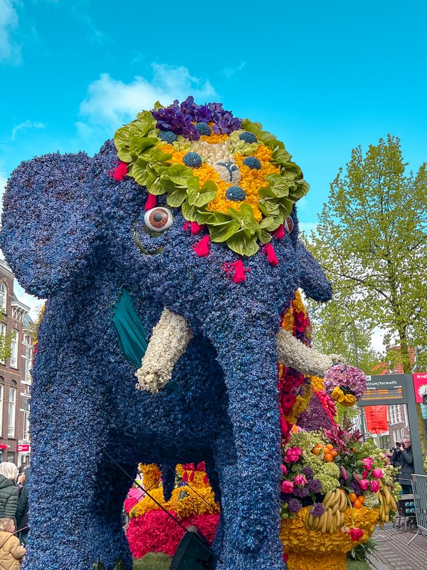 Bloemencorso | Bulb Flower Parade, Haarlem, Netherlands