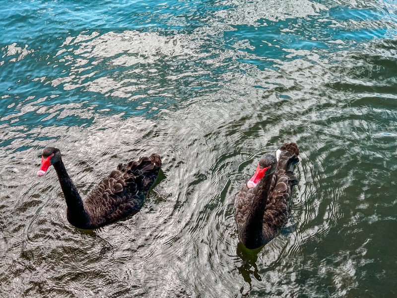 Raymond Island, Gippsland Lakes, Paynesville, Victoria, Australia