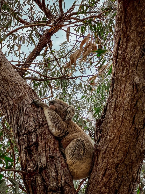 Raymond Island, Gippsland Lakes, Paynesville, Victoria, Australia