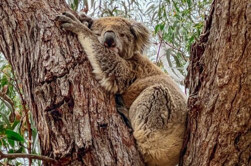 Raymond Island, Gippsland Lakes, Paynesville, Victoria, Australia; koalas