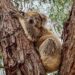 Raymond Island, Gippsland Lakes, Paynesville, Victoria, Australia; koalas