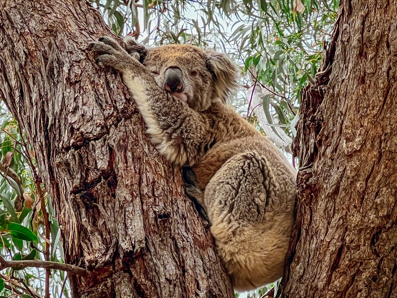 Raymond Island, Gippsland Lakes, Paynesville, Victoria, Australia; koalas