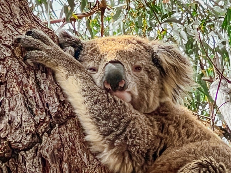 Raymond Island, Gippsland Lakes, Paynesville, Victoria, Australia