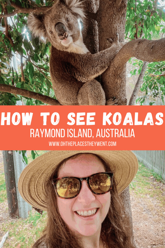 Raymond Island: The Guaranteed Place To See Koalas In Australia: Discover Raymond Island in Victoria, Australia, home to over 300 wild koalas and the famous Koala Trail. This free, family-friendly day trip offers guaranteed koala sightings, scenic walks, and abundant wildlife.