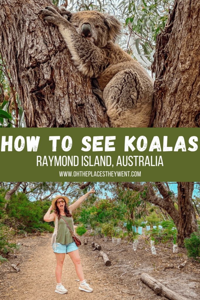 Raymond Island: The Guaranteed Place To See Koalas In Australia: Discover Raymond Island in Victoria, Australia, home to over 300 wild koalas and the famous Koala Trail. This free, family-friendly day trip offers guaranteed koala sightings, scenic walks, and abundant wildlife.