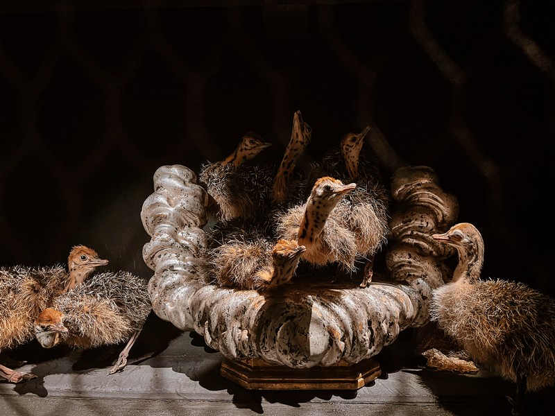 Art Zoo Museum, Amsterdam, Netherlands