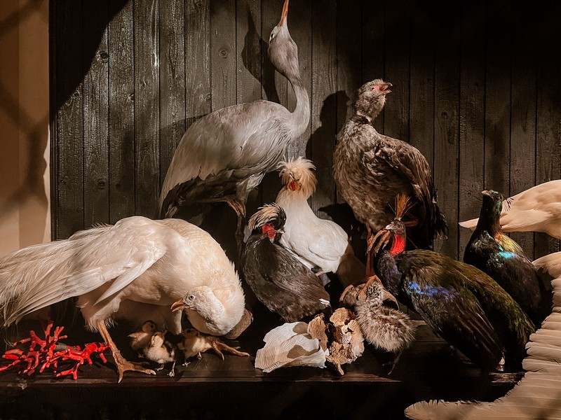 Art Zoo Museum, Amsterdam, Netherlands