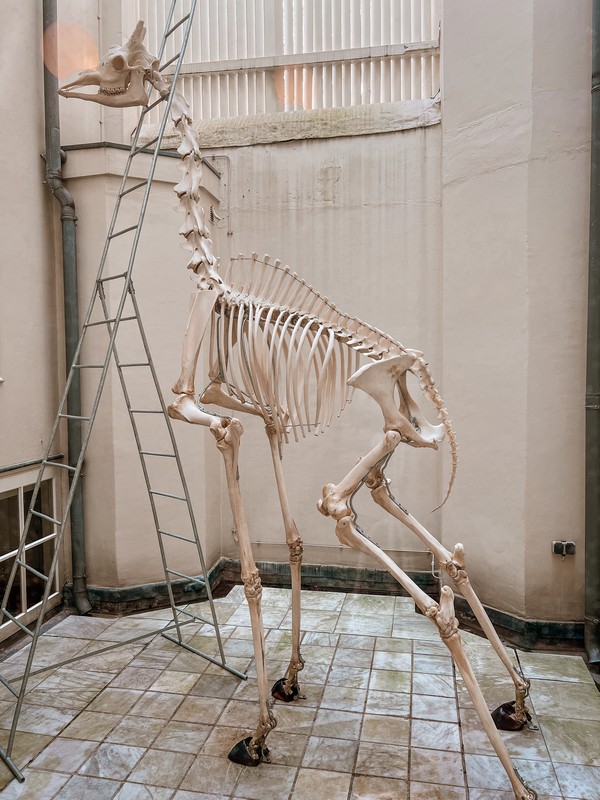 Art Zoo Museum, Amsterdam, Netherlands