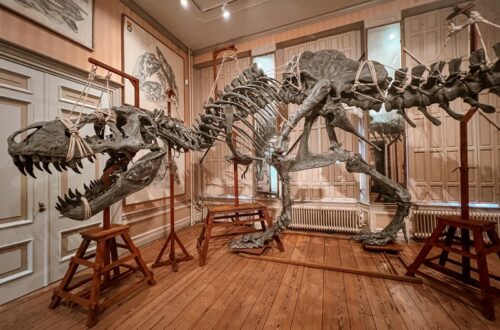 Art Zoo Museum, Amsterdam, Netherlands