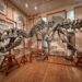 Art Zoo Museum, Amsterdam, Netherlands