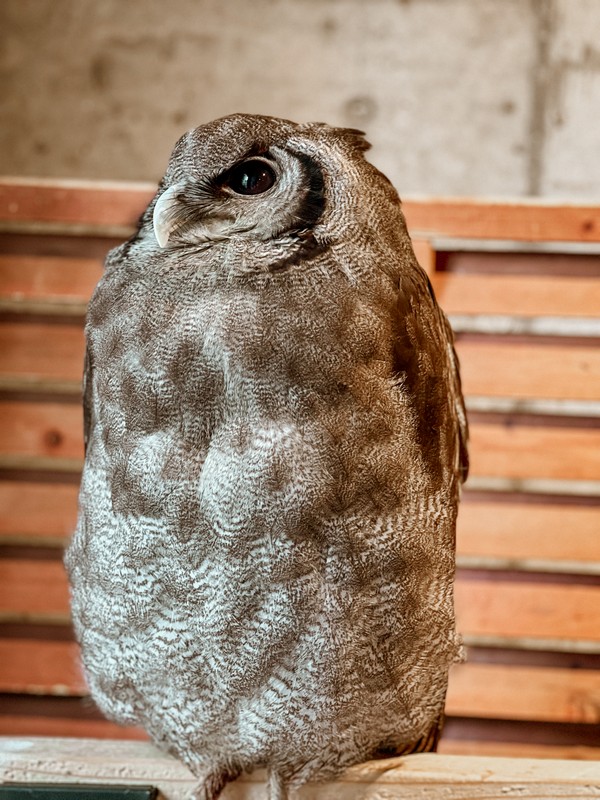 Owl Café Chouette, Osaka, Japan