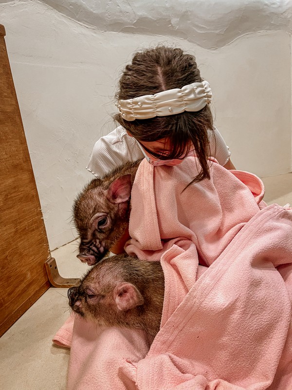 Mipig Cafe, Osaka, Japan